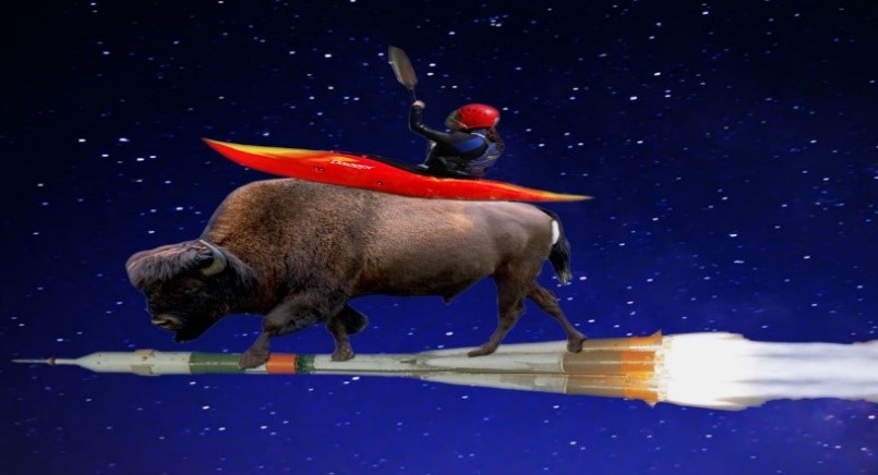 Bison